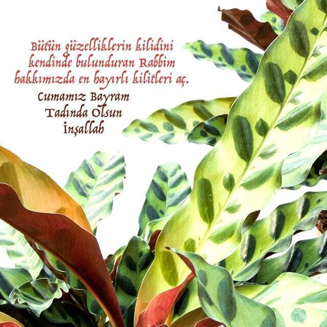 Cuma mesajları 2019: Haftanın en anlamlı, en güzel Cuma mesajları