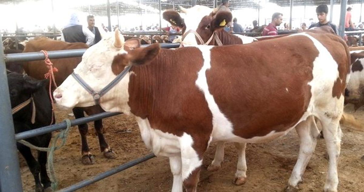 Kurbanlıkların kilo fiyatları belli oldu