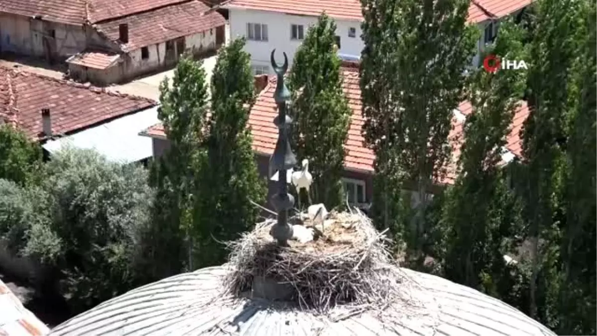 Caminin baş tacı misafirleri