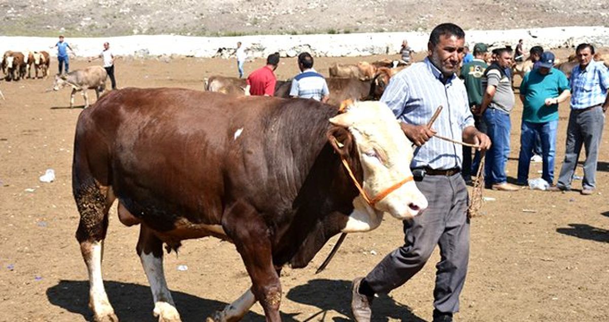 Kurban kesecekler dikkat! Bu kurallara uymayanlara 72 bin TL'ye kadar ceza kesilecek