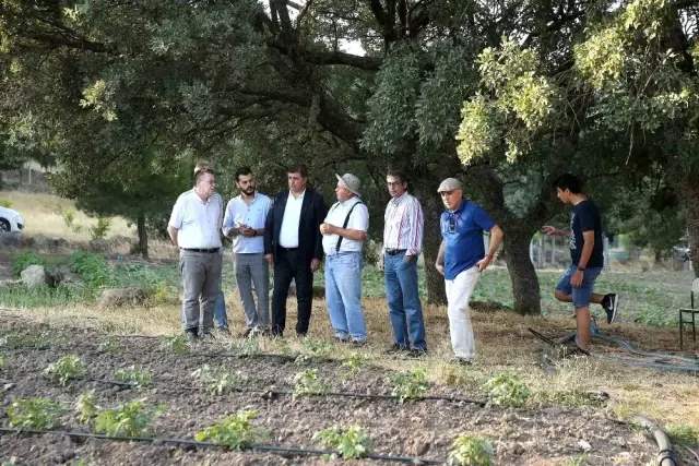 Yamanlar Domatesi tezgahlara dönüyor Yamanlar Domatesi tezgahlara dönüyor