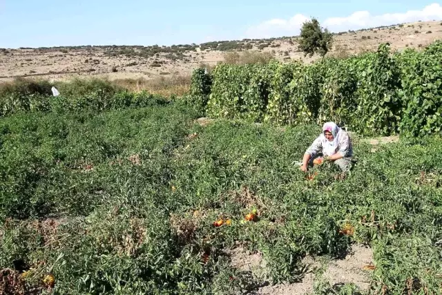 Yamanlar Domatesi tezgahlara dönüyor Yamanlar Domatesi tezgahlara dönüyor