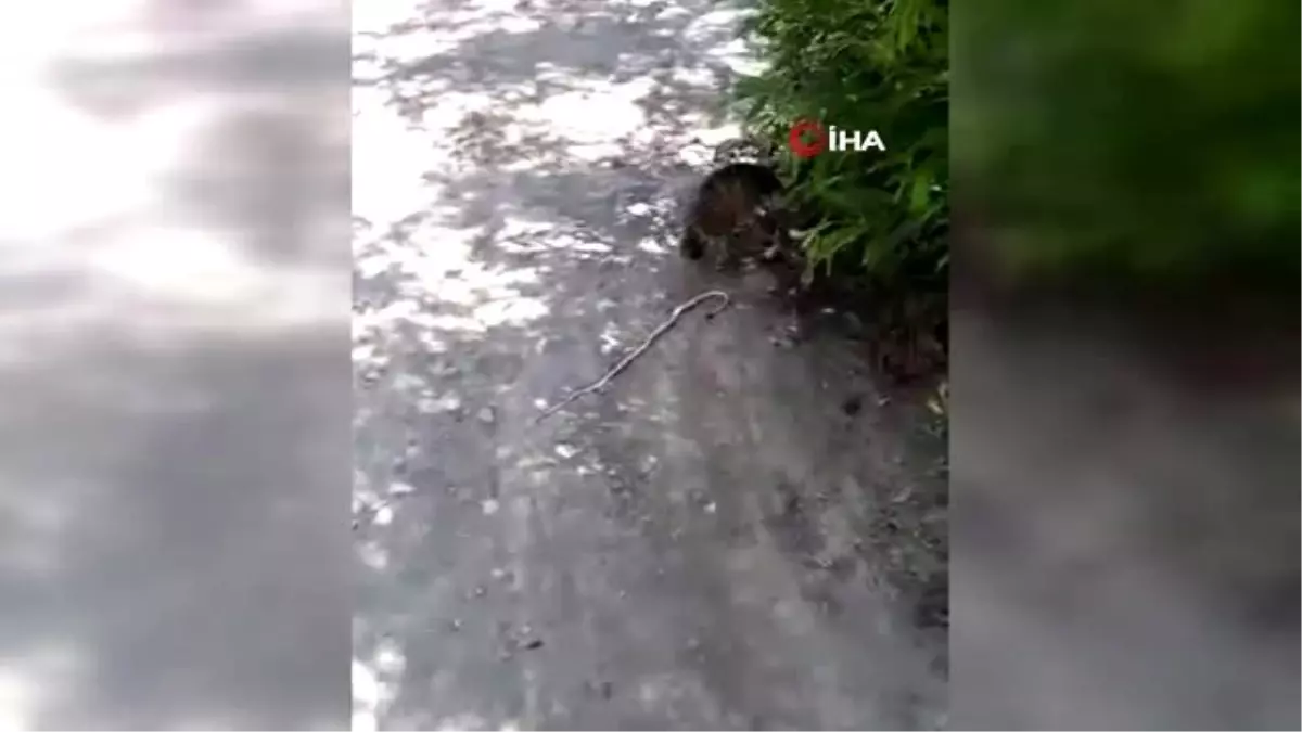 Kedinin yılanla oyunu kamerada
