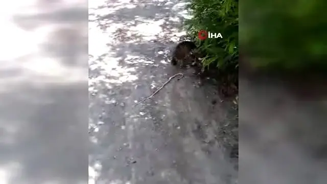 Kedinin Yilanla Oyunu Kamerada Haber
