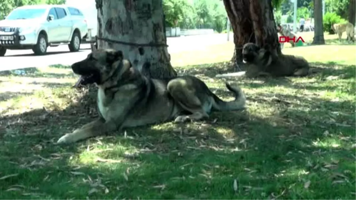 SAMSUN Köpek güzellik yarışması düzenlendi Haberler