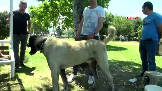 Samsun Kopek Guzellik Yarismasi Duzenlendi Haberler