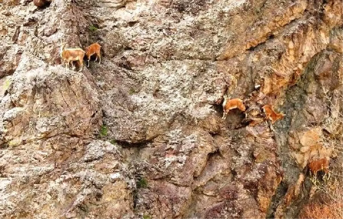 Yaban keçilerinin zorlu yolculuğu
