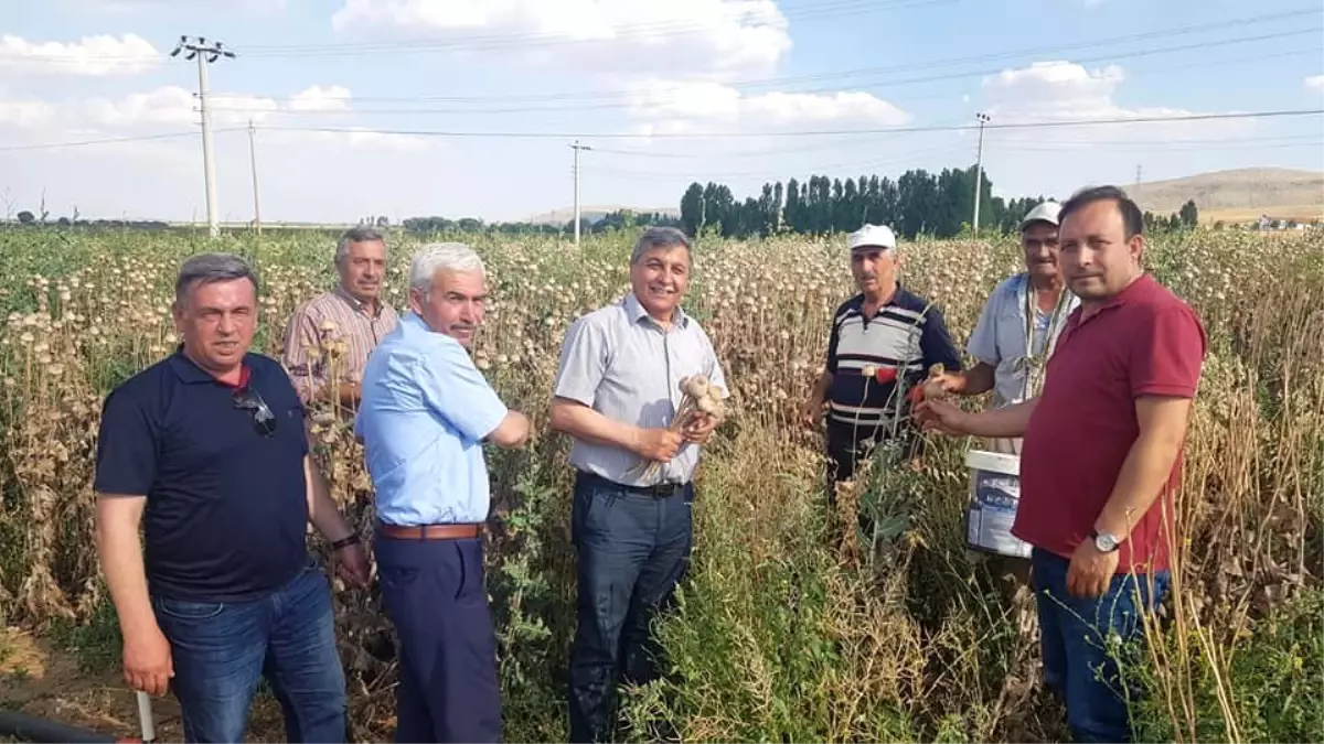 Altıntaş'ta haşhaş bereketi