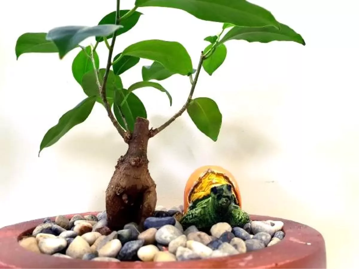 Avrupa Birliği'nin ağacı Türkiye'den