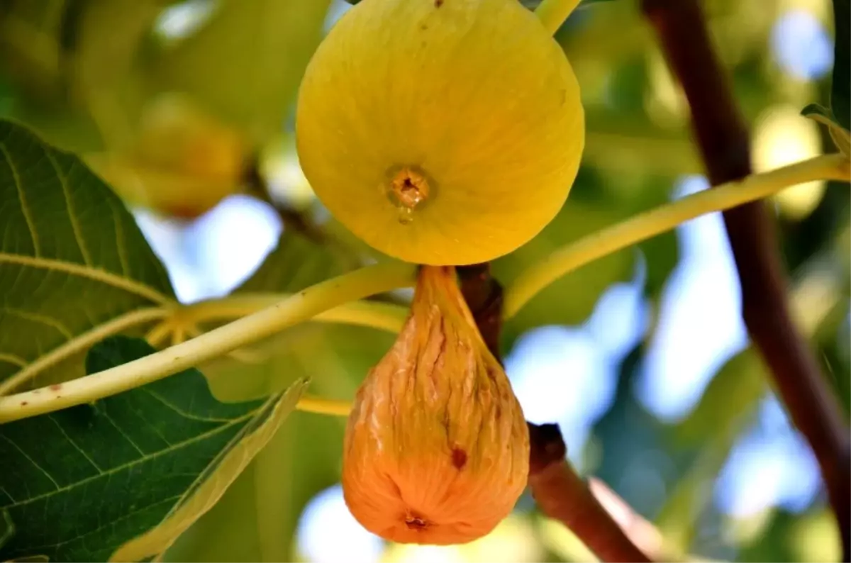 Aydın Çevre ve Şehircilik Müdürlüğü, incirde jeotermal kaynaklı kükürt iddialarını yalanladı