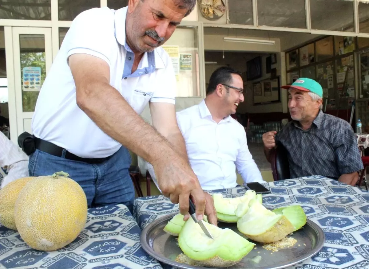 Bursa'da kavun hasadı başladı, fiyatlar yüzleri güldürdü
