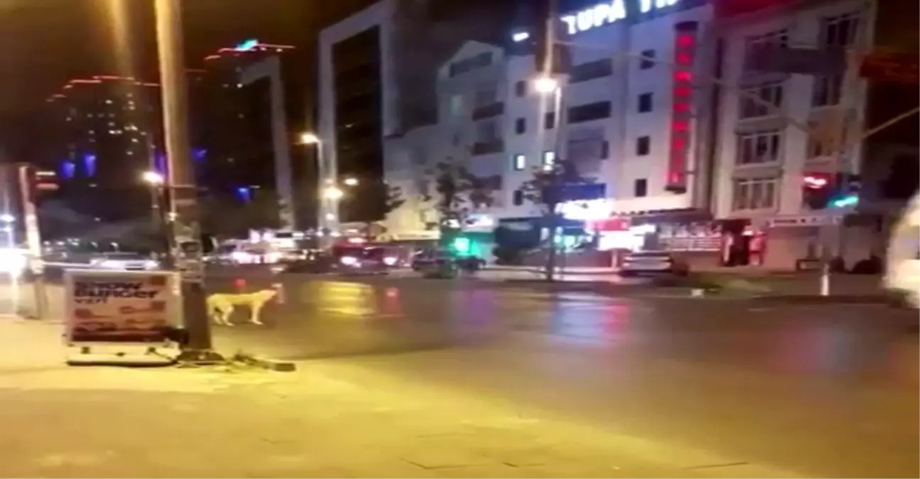 Esenyurt'ta kırmızı ışıkta bekleyen köpek kameralara yansıdı