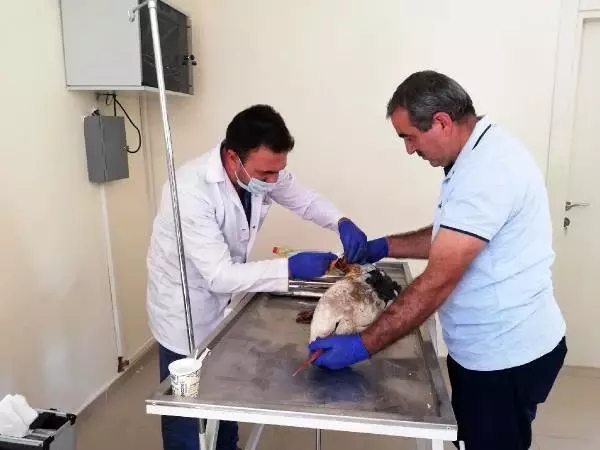 Kanadı yaralı leylek tedaviye alındı Kanadı yaralı leylek tedaviye alındı