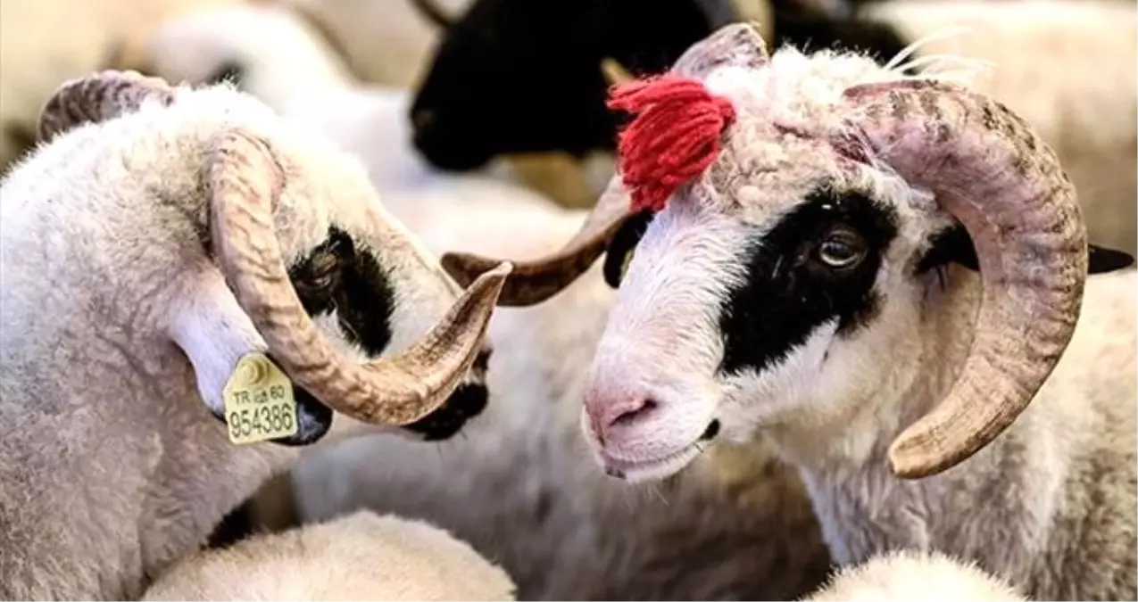 Kurban Bayramı ne zaman? 2019 Kurban Bayramı tatili kaç gün? (Resmi tatiller takvimi 2019)