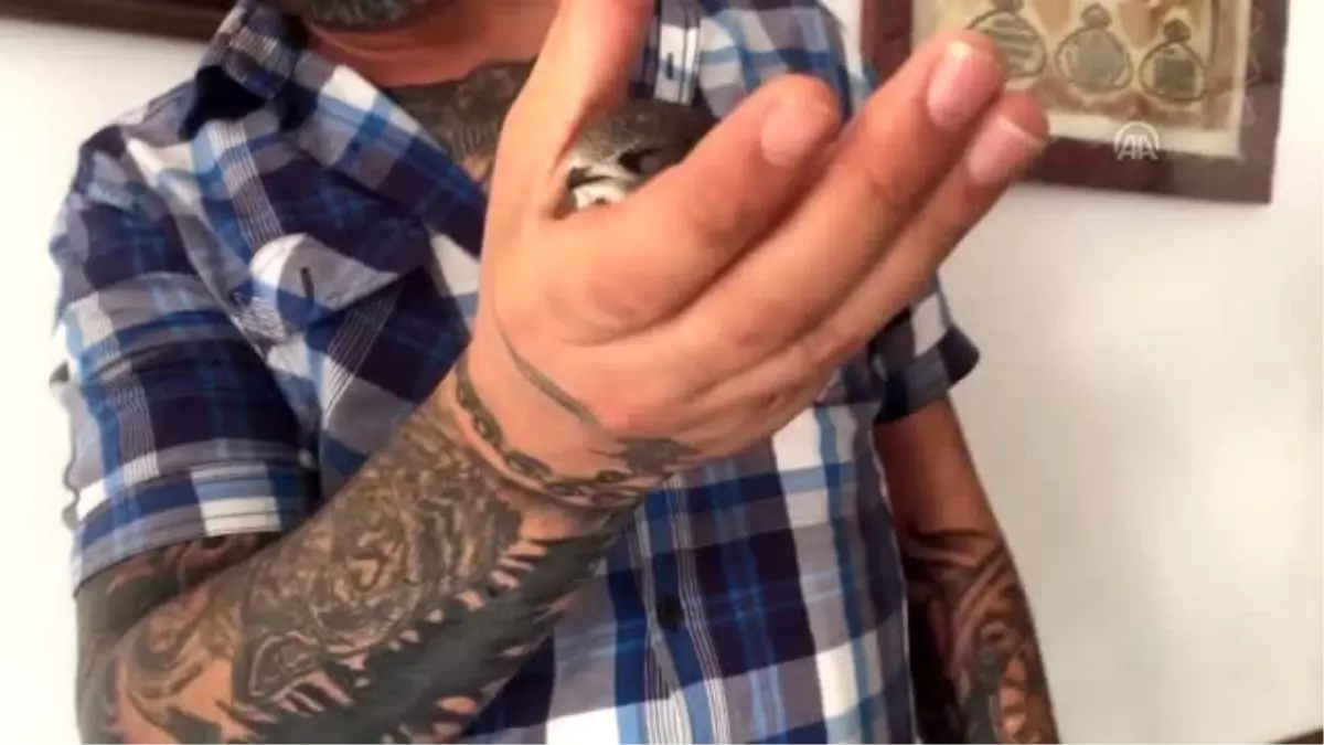 Parkta bulunan yavru ebabil kuşu koruma altına alındı