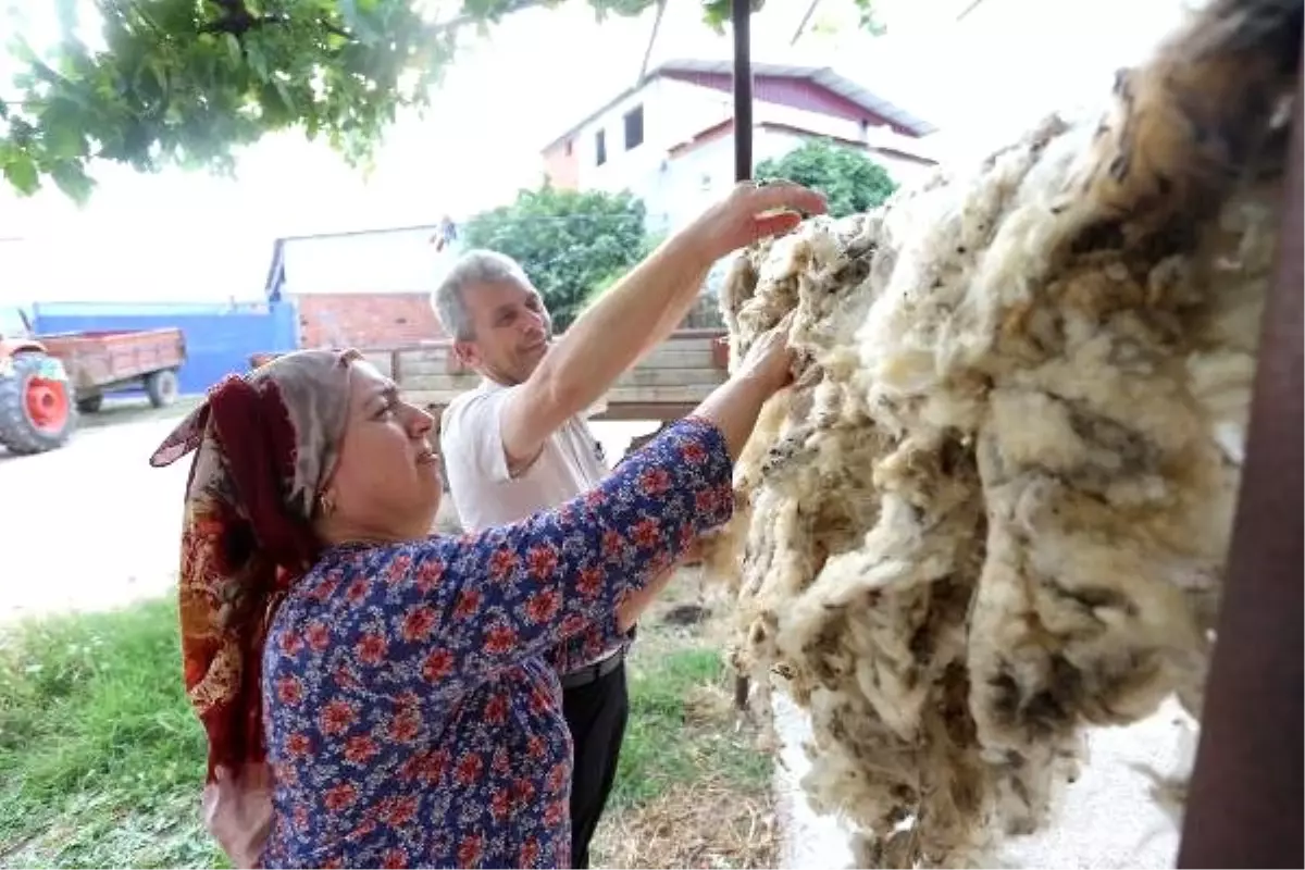 Yapağı, hayvan yetiştiricisinin elinde kaldı