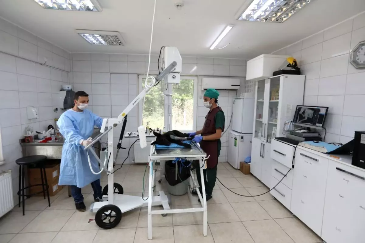 Adapazarı'nda sahipsiz hayvanların tedavileri daha hızlı olacak