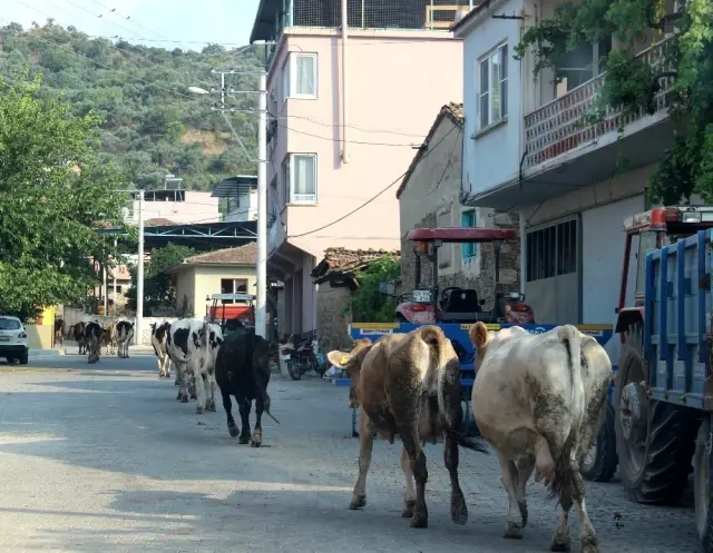 Aydın'da merası korunan köyler, hayvancılığın keyfini yaşıyor
