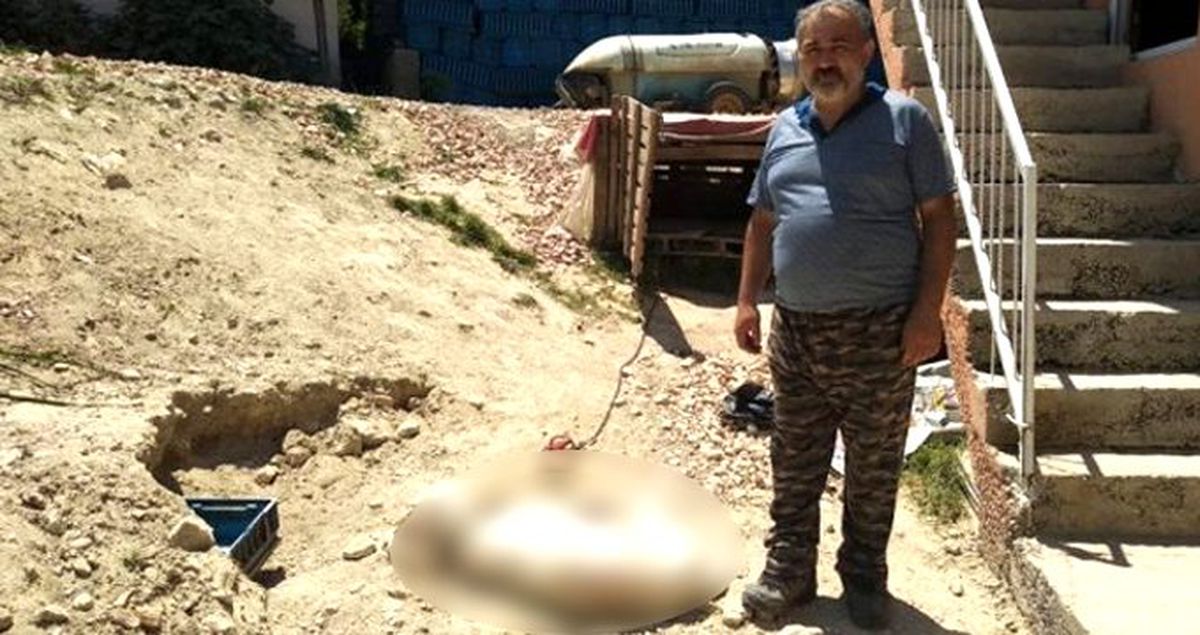 Cani adam, hamile köpeği havlıyor diye tüfekle vurarak öldürdü