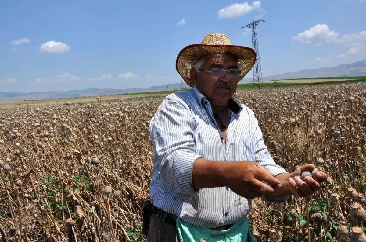 Sandıklı ve köylerinde haşhaş hasadı başladı