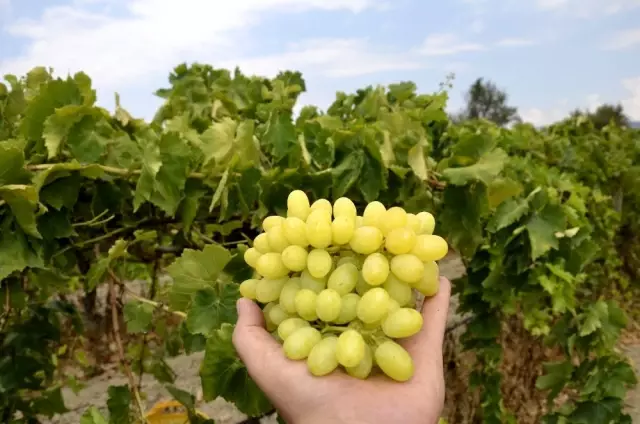 Turfanda üzüm satış fiyatları pazarlıkları başladı