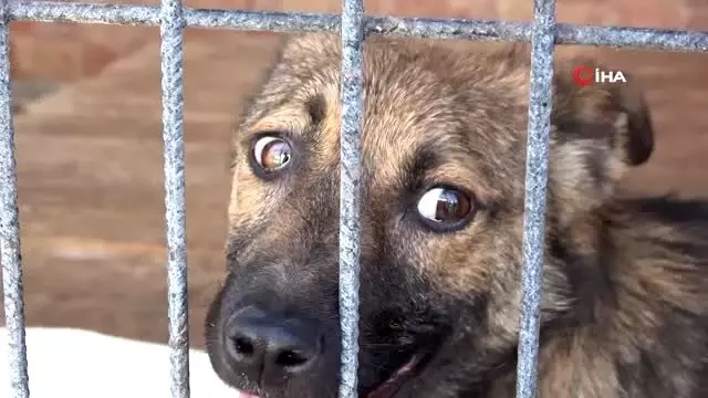 Üzerinden araba geçtiği için yürüyemeyen sokak köpeğini sağlığına kavuşturdular