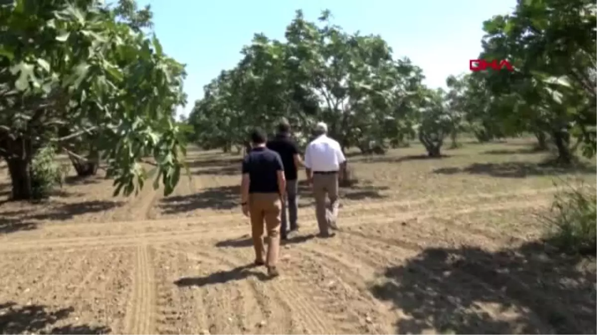 AYDIN Kırmızı örümcekle erken mücadale Germencikli incir üreticilerini rahatlattı