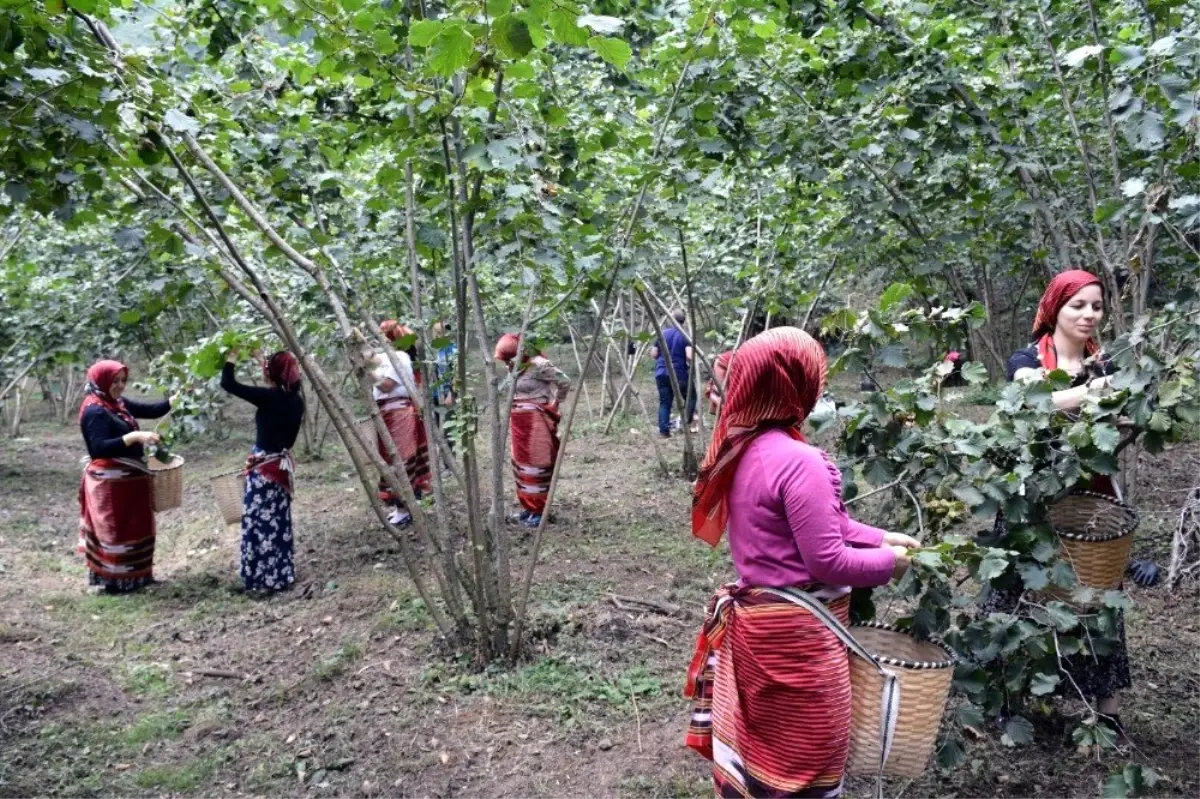 Fındık işçiliğinde reform