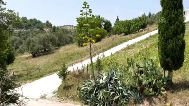 Agave, Osmaniye'de çiçek açtı