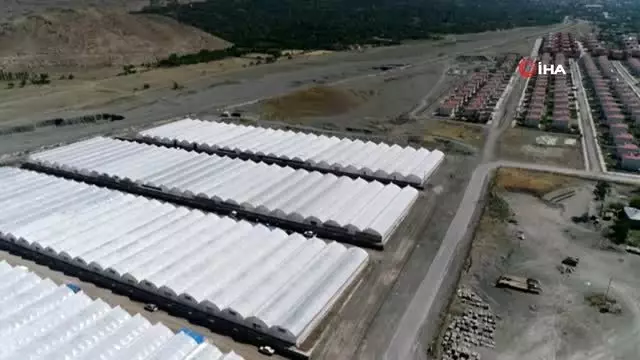 Ahıskalılar seradan ilk mahsulü aldı...Hasadın yapıldığı seralar havadan görüntülendi Ahıskalılar seradan ilk mahsulü aldı...Hasadın yapıldığı seralar havadan görüntülendi
