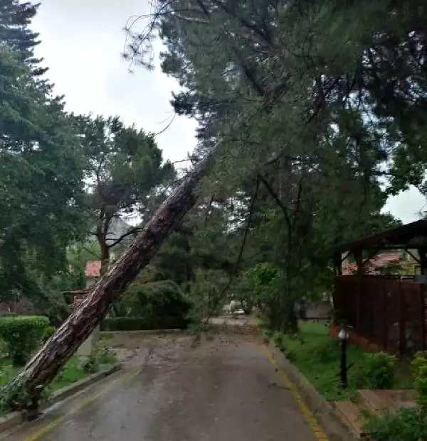 Amasya'da şiddetli rüzgar ağaçları devirdi, araçlara hasar verdi