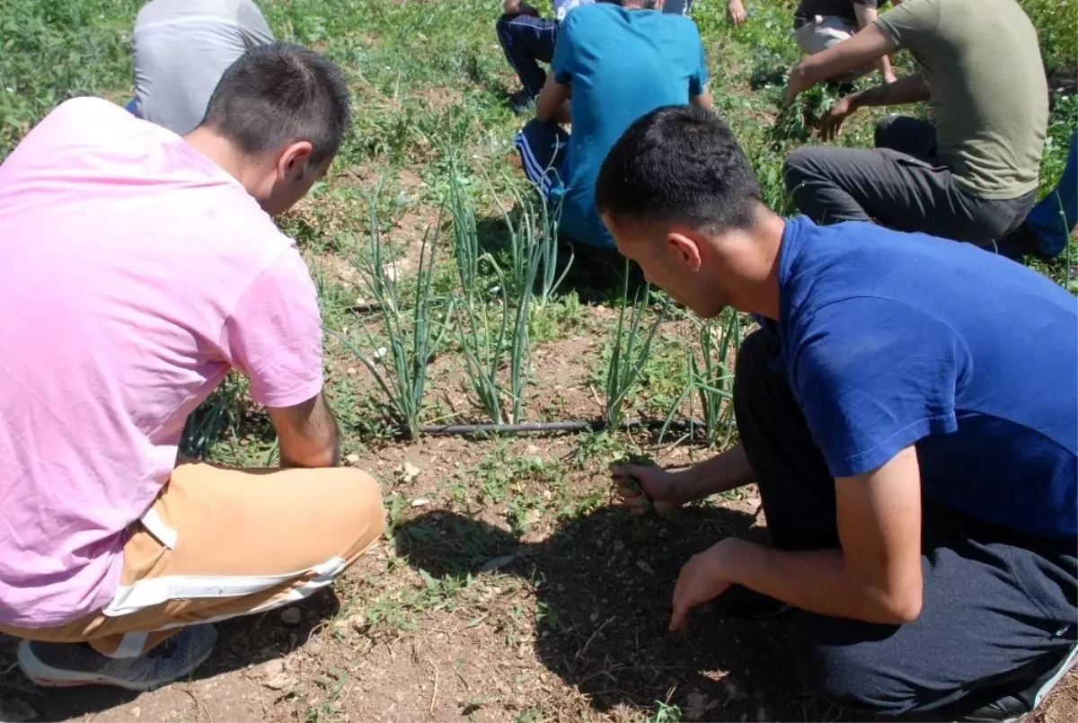 Bağımlı gençlere 'tarla' terapisi