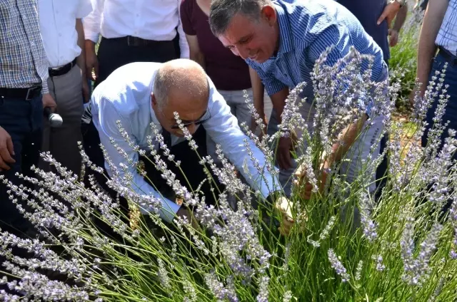 Denizli'nin lavantadaki hedefi 50 bin dekar