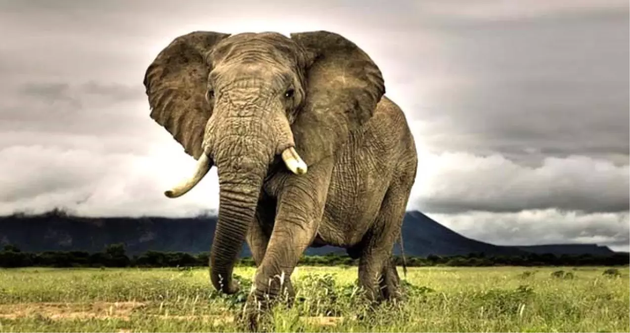 Hindistan'da eve giren fil, 7 yaşındaki çocuğu ezerek öldürdü