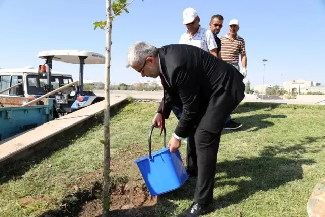 Hocaların hocası onuruna çınar fidanı dikildi Hocaların hocası onuruna çınar fidanı dikildi