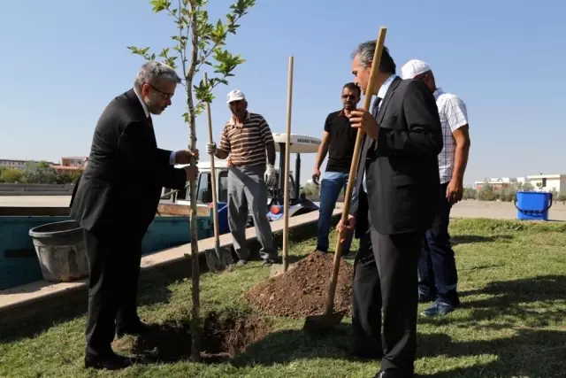 Hocaların hocası onuruna çınar fidanı dikildi Hocaların hocası onuruna çınar fidanı dikildi