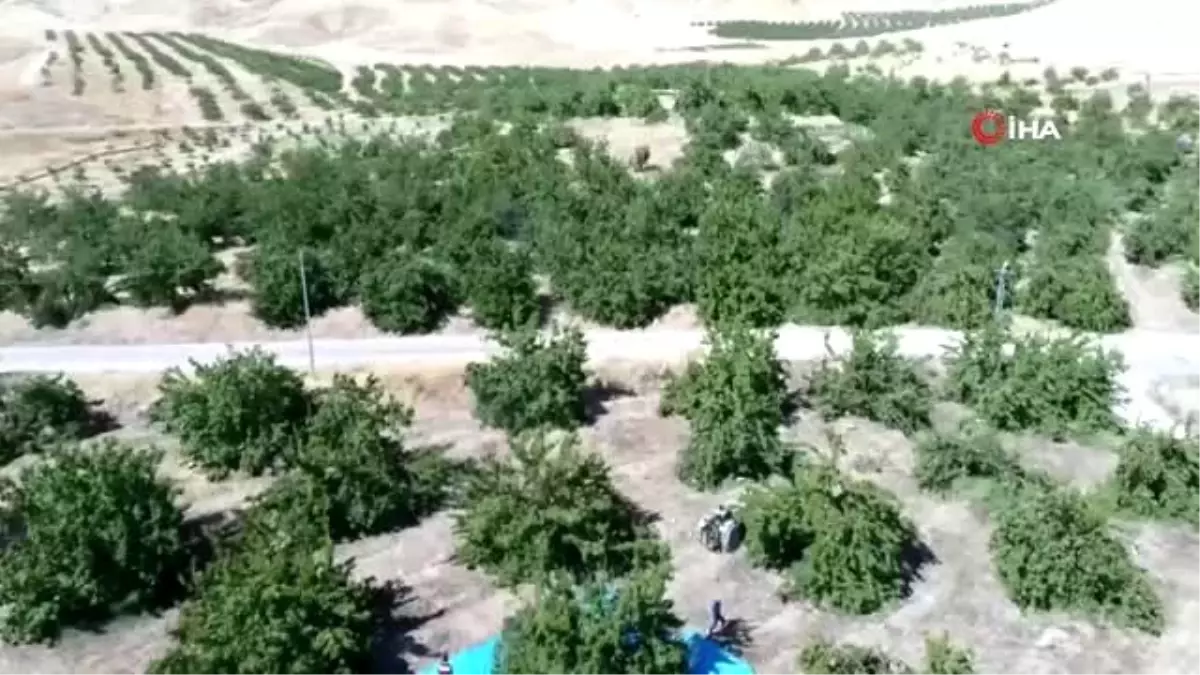 İlçeyi kalkındıran 1 milyon ağaçta 'kayısı hasadı'