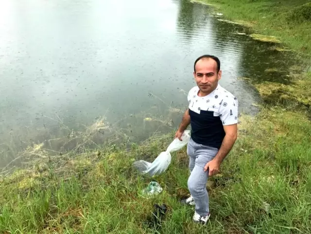 Kandıra'nın göletlerine 10 bin adet sazan yavrusu bırakıldı