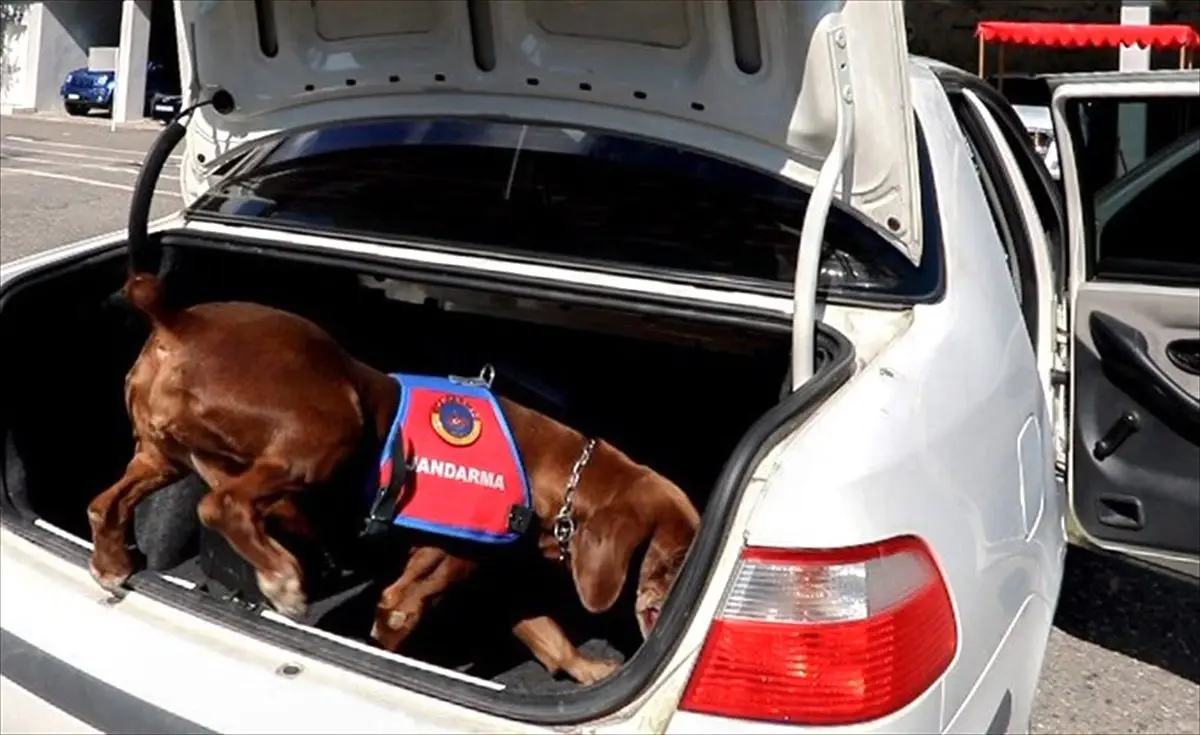 Narkotik köpeği Vuslat emekli oldu
