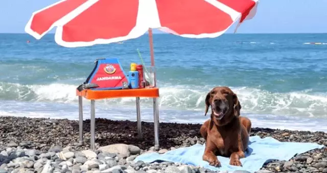 Narkotik köpeği Vuslat, emekliliğini deniz kıyısında kutladı Narkotik köpeği Vuslat, emekliliğini deniz kıyısında kutladı