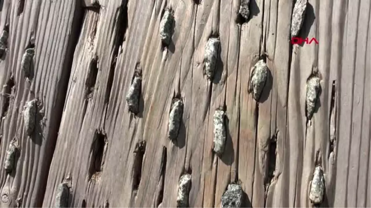 RİZE 200 yıllık buğday ayıklama aleti, sergileniyor