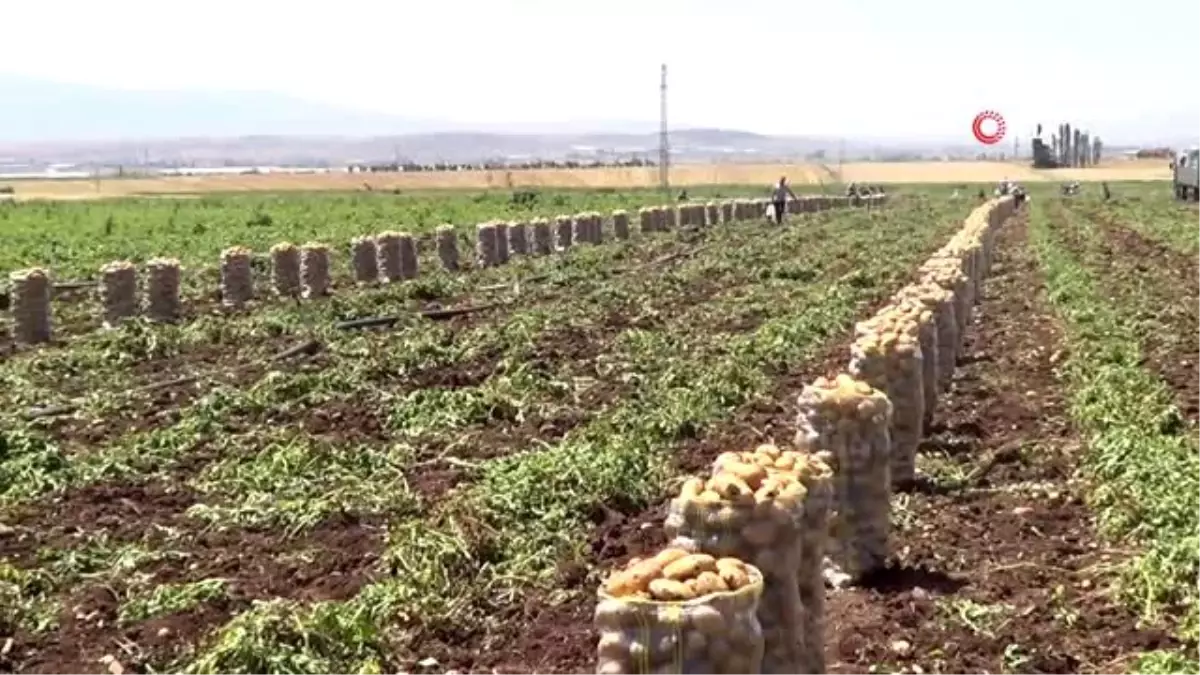 Sandıklı'da patates hasadı başladı