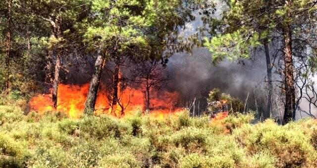 Son dakika! Fethiye'de ormanlık alanda yangın çıktı