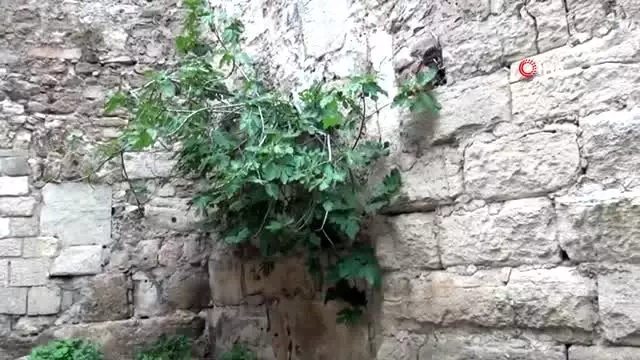 Turizm müdürü Hikmet Tosun: 'Sarmaşıklar kale içerisine nem yaparak ömrünün kısalmasına neden... Turizm müdürü Hikmet Tosun: 'Sarmaşıklar kale içerisine nem yaparak ömrünün kısalmasına neden...