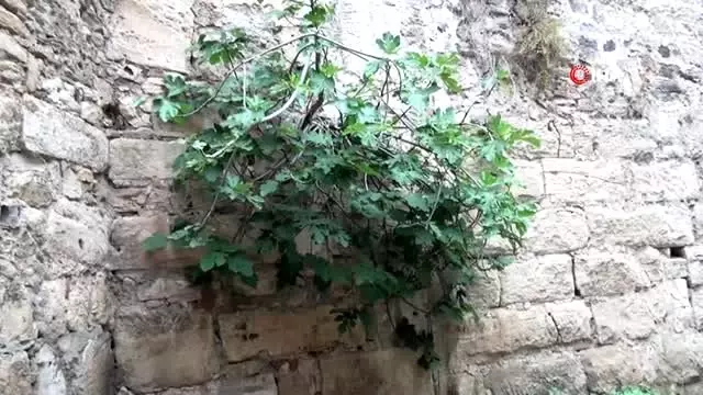Turizm müdürü Hikmet Tosun: 'Sarmaşıklar kale içerisine nem yaparak ömrünün kısalmasına neden... Turizm müdürü Hikmet Tosun: 'Sarmaşıklar kale içerisine nem yaparak ömrünün kısalmasına neden...