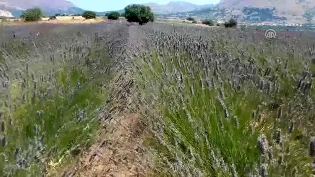 Türkiye'nin en büyük adası 'lavanta' kokacak (1) Türkiye'nin en büyük adası 'lavanta' kokacak (1)