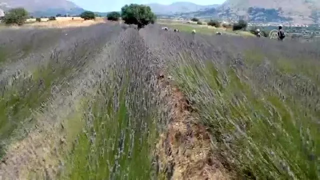 Türkiye'nin en büyük adası 'lavanta' kokacak (1) Türkiye'nin en büyük adası 'lavanta' kokacak (1)