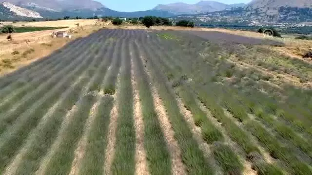 Türkiye'nin en büyük adası 'lavanta' kokacak (1) Türkiye'nin en büyük adası 'lavanta' kokacak (1)
