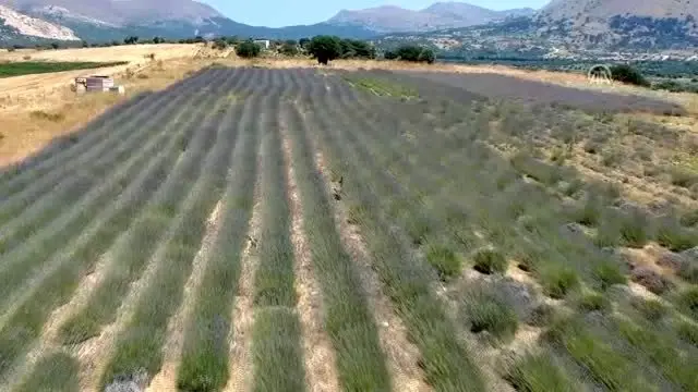 Türkiye'nin en büyük adası 'lavanta' kokacak (1) Türkiye'nin en büyük adası 'lavanta' kokacak (1)