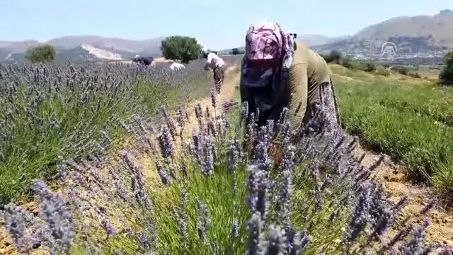 Türkiye'nin en büyük adası 'lavanta' kokacak (2) Türkiye'nin en büyük adası 'lavanta' kokacak (2)